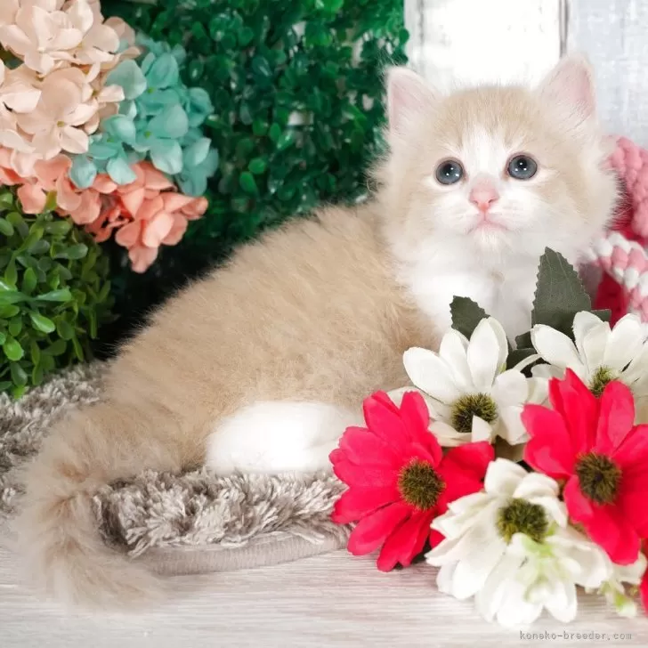 ID:2504-03028の子猫