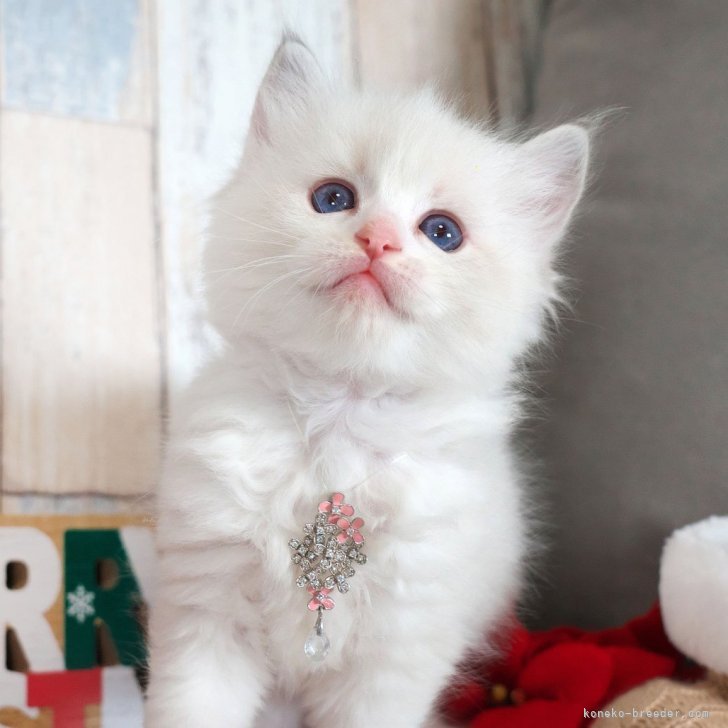 ブリーダー画像