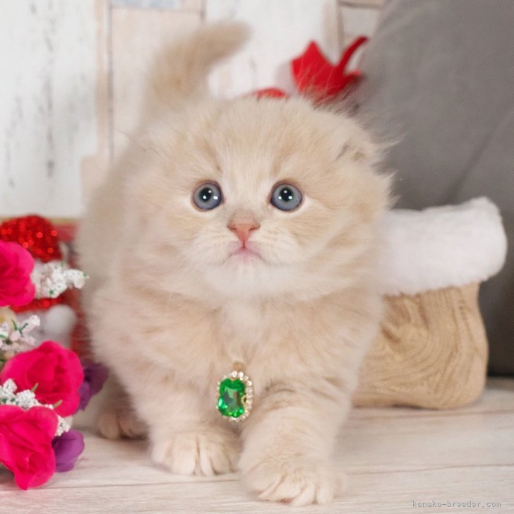 ブリーダー画像