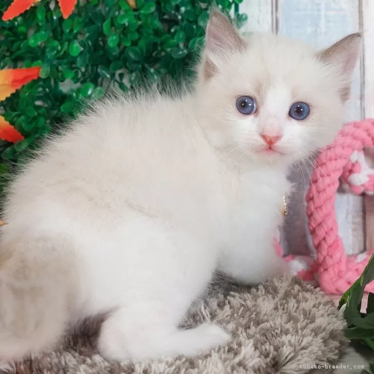 ラグドール【愛知県・男の子・2025年10月2日・シールポイントバイカラー】の写真1