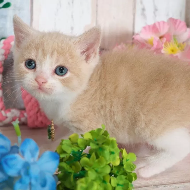 ID：2504-00738の子猫
