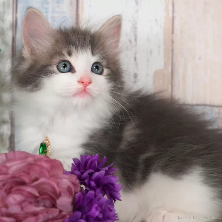 ID:2412-02833の子猫