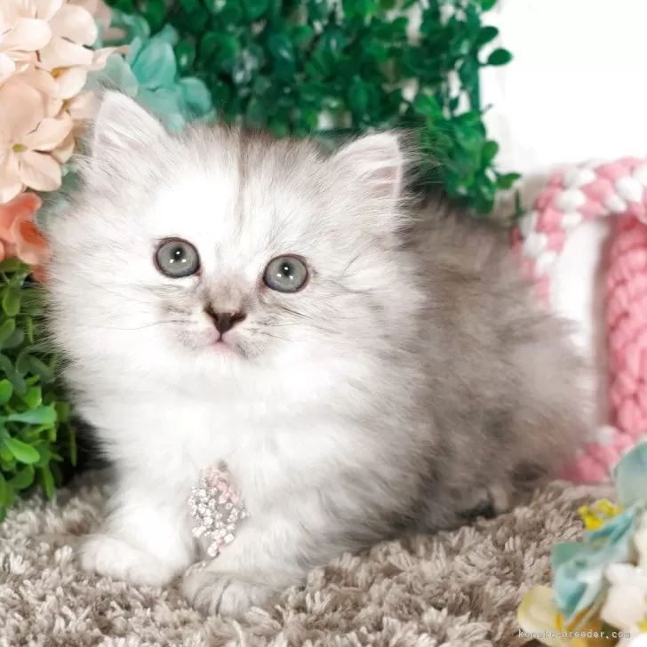 ID:2504-03016の子猫