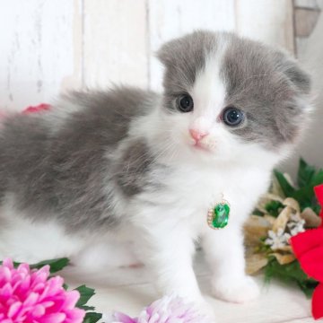 スコティッシュフォールド(折れ耳)【愛知県・男の子・2025年10月4日・ブルー&ホワイト】の写真「折耳のかわいい男の子✨」