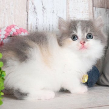 マンチカン(長足)【愛知県・女の子・2025年6月16日・ダイリュートキャリコ】の写真「遊ぶのが好きなかわいい女の子❤️」