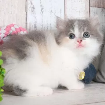 ♯Kvi20ST長ぐつ子猫ｈルコンプ全6種 ♯Kvi20ST長ぐつ子猫hルコンプ全6種