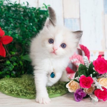 ラグドール【愛知県・女の子・2025年10月25日・シールポイントバイカラー】の写真「元気いっぱいの女の子💖」