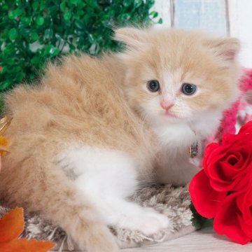 スコティッシュフォールド(立ち耳)【愛知県・男の子・2025年10月4日・クリーム&ホワイト】の写真「とってもかわいい男の子✨」