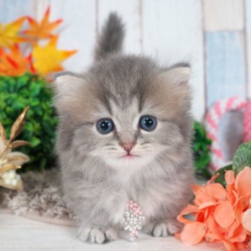 ミヌエット(短足)【愛知県・男の子・2025年9月2日・ブルータビー】の写真「モコモコかわいい短足ちゃん✨」