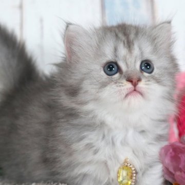 ミヌエット(短足)【愛知県・女の子・2025年9月2日・ブルーシルバー】の写真「モコモコかわいい短足ちゃん✨」