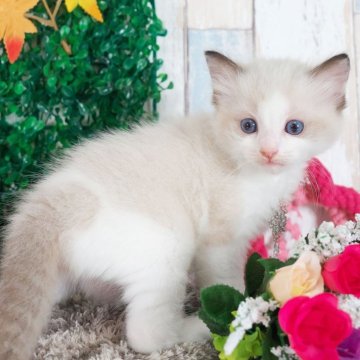ラグドール【愛知県・男の子・2025年10月2日・シールポイントバイカラー】の写真「とってもかわいい男の子✨」
