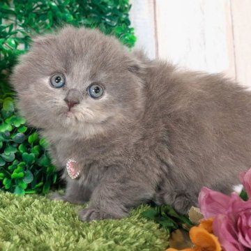 スコティッシュフォールド(折れ耳)【愛知県・女の子・2025年11月2日・ブルークリーム】の写真「ふわふわでかわいい子💖」