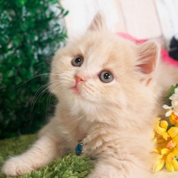 ブリティッシュロングヘア【愛知県・男の子・2025年5月2日・クリームタビー】の写真「ふわふわでかわいい男の子✨」