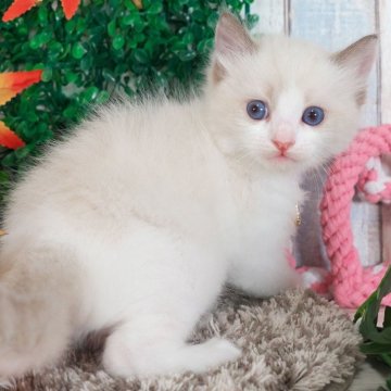 ラグドール【愛知県・男の子・2025年10月2日・シールポイントバイカラー】の写真「とってもかわいい男の子✨」
