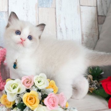 ラグドール【愛知県・女の子・2025年10月2日・シールポイントバイカラー】の写真「とってもかわいい女の子💖」