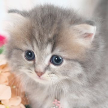 ミヌエット(短足)【愛知県・男の子・2025年9月2日・ブルータビー】の写真「モコモコかわいい短足ちゃん✨」