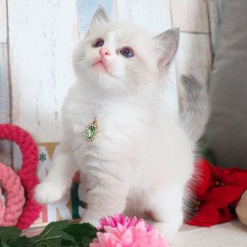 ラグドール【愛知県・男の子・2025年10月25日・ブルーポイントバイカラー】の写真「元気いっぱいの男の子✨」