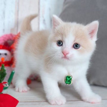 ブリティッシュショートヘア【愛知県・男の子・2025年10月22日・クリーム&ホワイト】の写真「まん丸お顔のかわいい子✨」