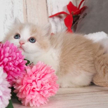 スコティッシュフォールド(立ち耳)【愛知県・男の子・2025年11月2日・クリーム&ホワイト】の写真「遊ぶのが大好きな男の子✨」