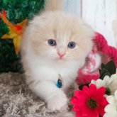 スコティッシュフォールド(折れ耳)