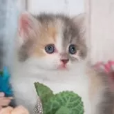 ブリティッシュロングヘア