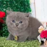 ブリティッシュショートヘア