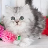 ミヌエット(長足)