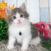 ノルウェージャンフォレストキャット