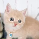 ブリティッシュショートヘア