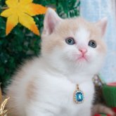 ブリティッシュショートヘア