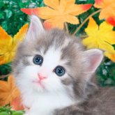 ノルウェージャンフォレストキャット