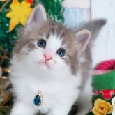 ノルウェージャンフォレストキャット