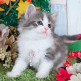 ノルウェージャンフォレストキャット