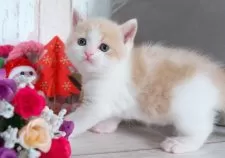 ブリティッシュショートヘア【愛知県・男の子・2025年10月22日・クリーム&ホワイト】の写真2