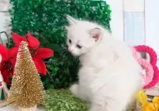 ラグドール【愛知県・男の子・2025年10月25日・ブルーリンクスポイントバイカラー】の写真2