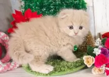 スコティッシュフォールド(折れ耳)【愛知県・女の子・2025年11月2日・クリームタビー】の写真2