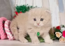 スコティッシュフォールド(折れ耳)【愛知県・女の子・2025年11月2日・クリームタビー】の写真3