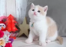 ブリティッシュショートヘア【愛知県・男の子・2025年10月22日・クリーム&ホワイト】の写真3