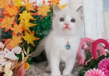 ラグドール【愛知県・男の子・2025年10月2日・シールポイントバイカラー】の写真3