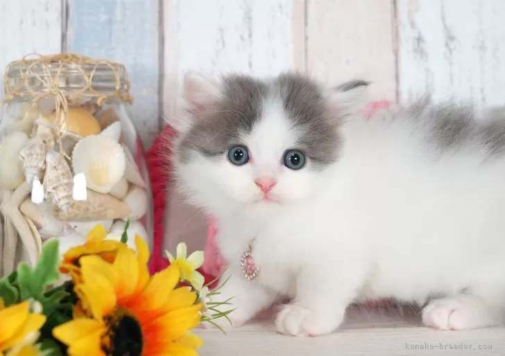 幅広(ホワイト②無地)ジューンブライドシュシュ、わんちゃん猫ちゃん用 マンチカン 】わずか2.5cmの超短足！多頭飼いにもピッタリな