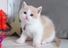 ブリティッシュショートヘア【愛知県・男の子・2025年10月22日・クリーム&ホワイト】の写真4