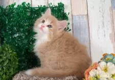 ノルウェージャンフォレストキャット【愛知県・男の子・2024年11月12日・クリームタビー&ホワイト】の写真4