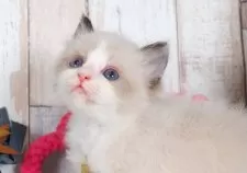 ラグドール【愛知県・男の子・2025年5月10日・シールポイントバイカラー】の写真4