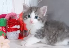 ノルウェージャンフォレストキャット【愛知県・男の子・2025年10月23日・ブルータビー&ホワイト】の写真5