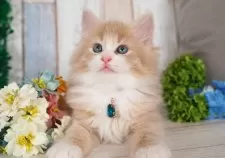 ノルウェージャンフォレストキャット【愛知県・男の子・2024年11月12日・クリームタビー&ホワイト】の写真5