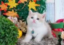 ブリティッシュショートヘア【愛知県・男の子・2025年10月22日・クリーム&ホワイト】の写真5