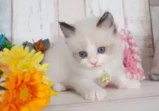 ラグドール【愛知県・男の子・2025年5月10日・シールポイントバイカラー】の写真6