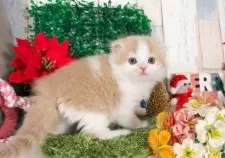 スコティッシュフォールド(折れ耳)【愛知県・男の子・2025年11月2日・クリーム&ホワイト】の写真7