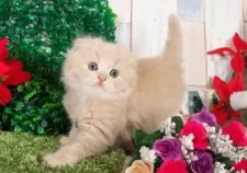 スコティッシュフォールド(折れ耳)【愛知県・女の子・2025年11月2日・クリームタビー】の写真7