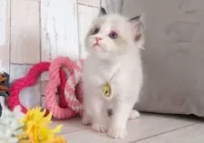 ラグドール【愛知県・男の子・2025年5月10日・シールポイントバイカラー】の写真7